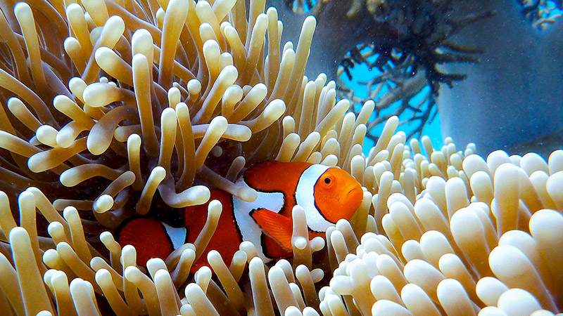 Great Barrier reef Australia